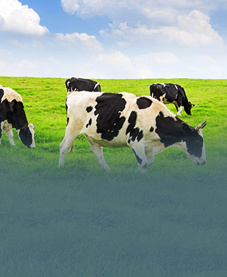 Autonomous Maintenance for Dairy industry.